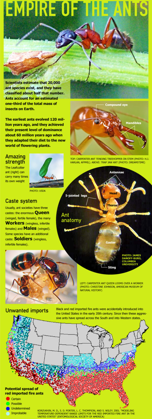 ant infographic